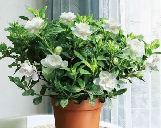 植物修剪|栀子花什么时候剪枝合适 修剪最佳时间