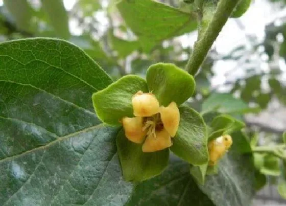 开花时间|柿子树什么时候开花 开花什么颜色