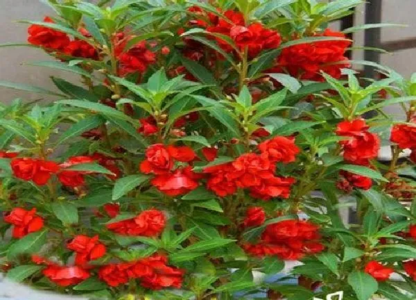 养殖科普|凤仙花喜水吗 属于喜水植物吗