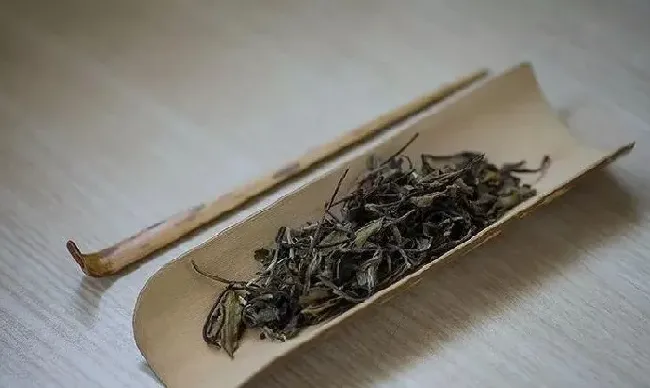 果实保存|福鼎白茶保存方法和时间