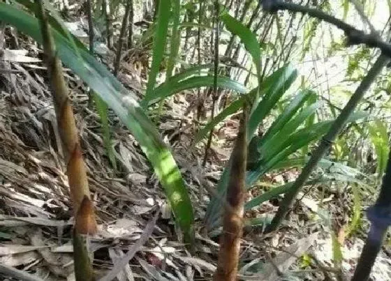 植物排行|十大名贵竹子品种有哪些（中国最珍贵的稀有竹子品种）