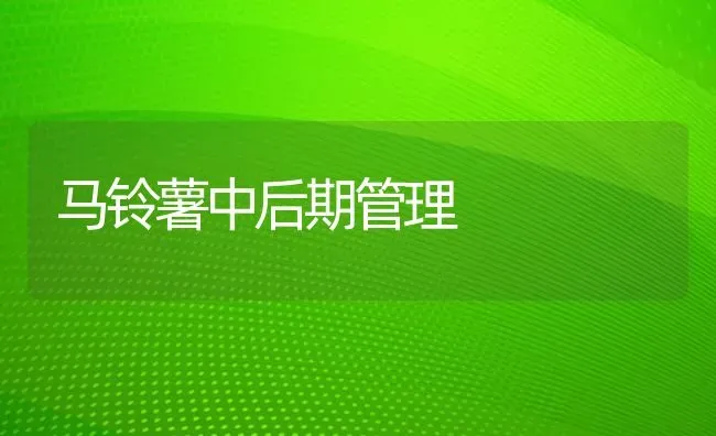 马铃薯中后期管理 | 瓜果种植
