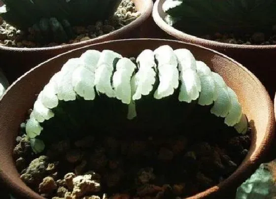 植物排行|芦荟科的植物有哪些