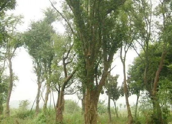 植物种类|卓树是什么树种 长得什么样子