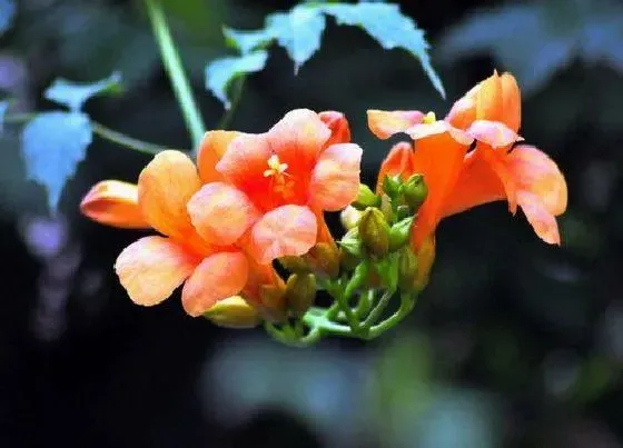 开花时间|爬山虎什么时候开花 花小呈什么色