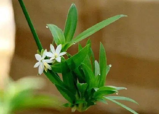 植物百科|青叶吊兰会开花吗 在什么时候开花