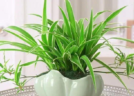 植物文学|吊兰的生长过程
