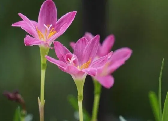 种植百科|风雨兰什么时候栽种合适