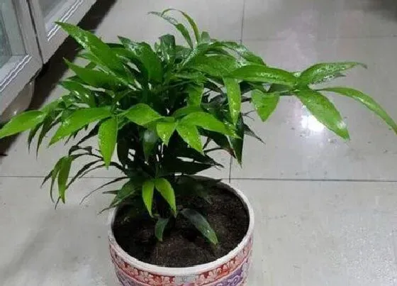 植物百科|兴旺竹开花吗 开花样子（图片）