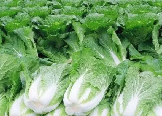 植物播种|白菜什么时候播种合适