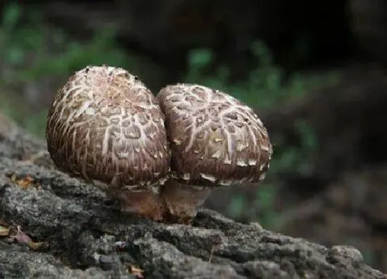 种植管理|香菇的生长周期是多长时间