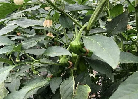 植物病害|为什么辣椒开花开一个掉一个 辣椒开花总是掉是什么原因