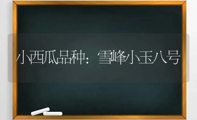 小西瓜品种：雪峰小玉八号 | 瓜果种植