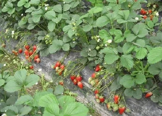 种植管理|草莓种植时间和收获时间