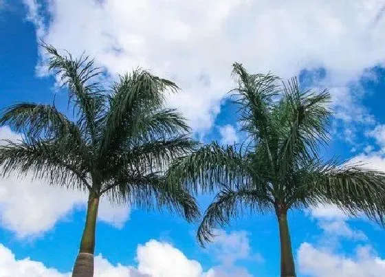 植物百科|椰子树开花吗 开花是什么样子的