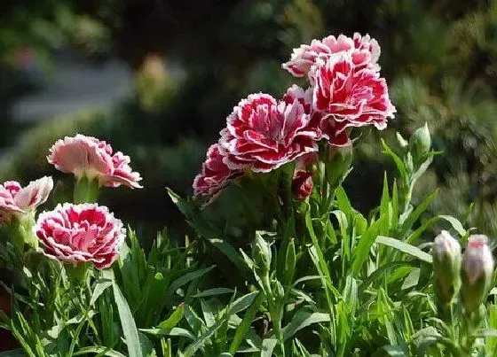 开花时间|麝香石竹一年开几次花