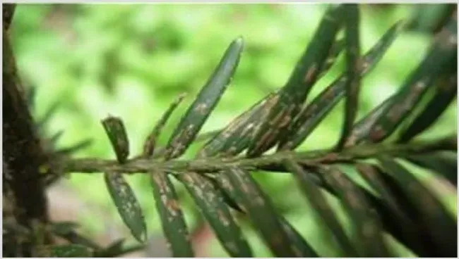 红豆杉黄叶原因及解决方法 | 种植病虫害