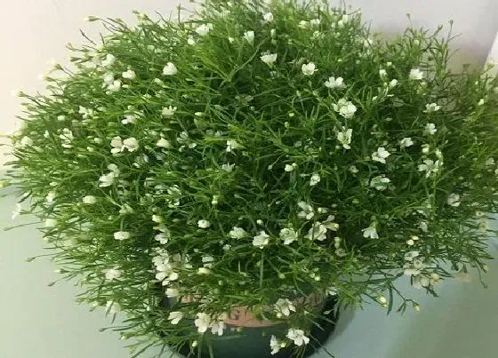 植物种类|满天星是草本还是木本