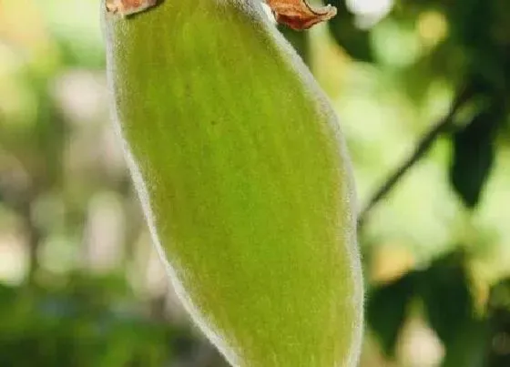 种植管理|猴面包树几年结果实