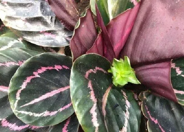 植物浇水|红羽竹芋怎么浇水方法