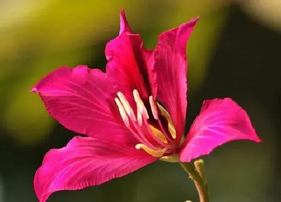 植物百科|紫荆是什么花序类型 属于无限花序