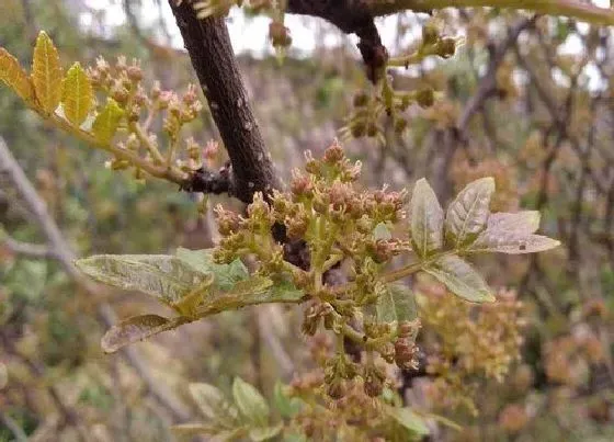 习性特点|花椒开花是什么样子 开花时间与寓意