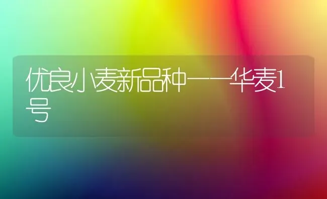 优良小麦新品种——华麦1号 | 粮油作物种植