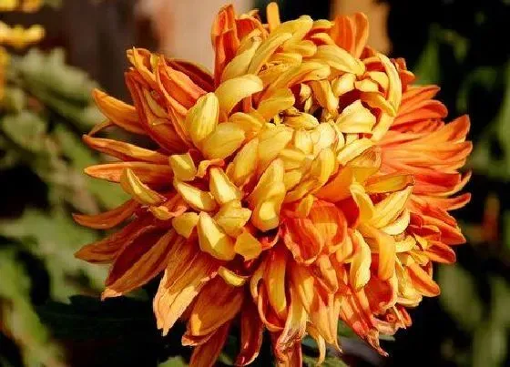 开花时间|四季菊一年开几次花 一年四季都开吗