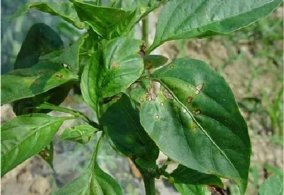 植物虫害|辣椒长虫子怎么办 病虫害治理方法及妙招