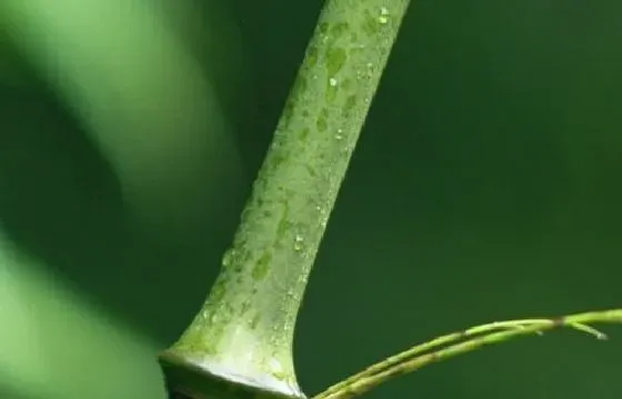 种植管理|竹子的生长周期是多长时间 生长速度快吗