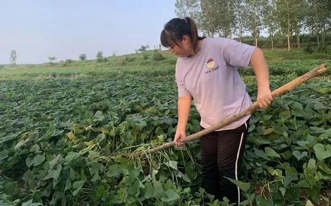 种植管理|红薯什么时候控旺效果好，种植红薯为什么要翻藤控旺）