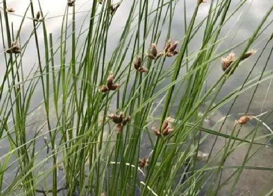 摆放常识|厨房放什么植物好 适合摆放厨房植物
