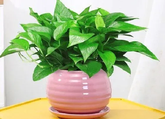 花卉风水|卫生间门口放什么植物风水好