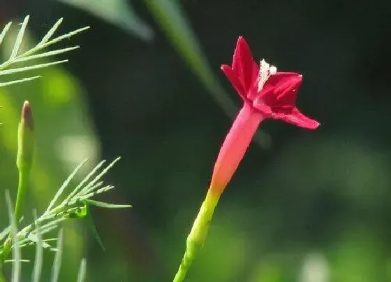 植物排行|爬墙的植物有哪些