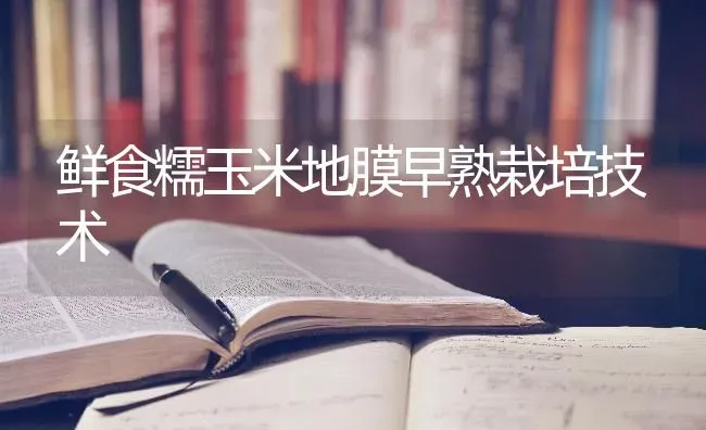 鲜食糯玉米地膜早熟栽培技术 | 粮油作物种植
