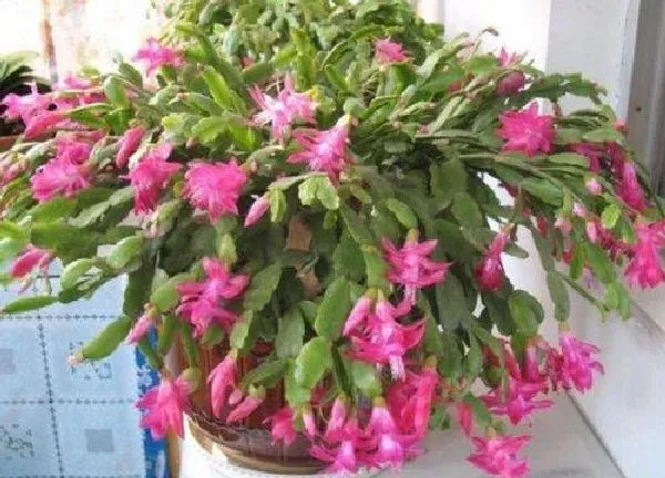 养殖方法|蟹兰花怎么养才开花