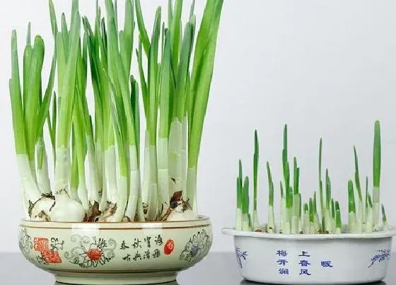 植物百科|水仙花的生长变化情况（水仙花从小到大的生长过程）