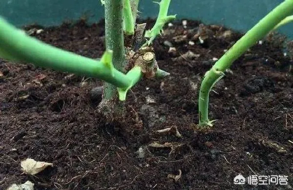 植物施肥|冬天月季花可以施肥吗，盆栽月季花冬季该施什么肥）