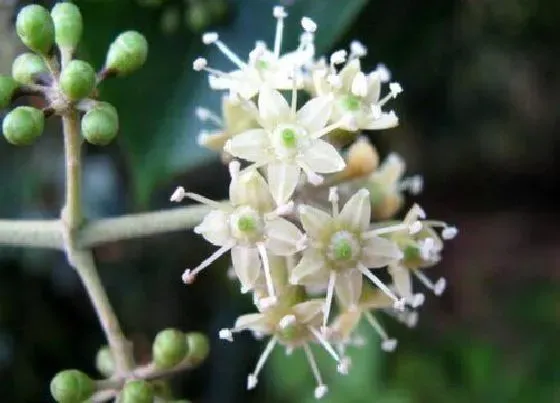 习性特点|花椒开花是什么样子 开花时间与寓意