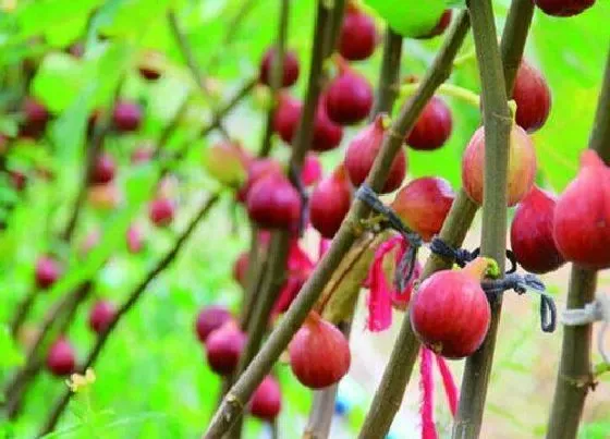 植物排行|无花果品种排名（叫什么名） 哪种无花果最好吃