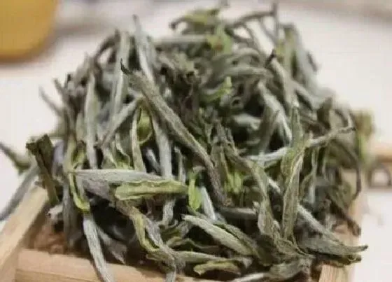 食用常识|安吉白茶类属于什么茶