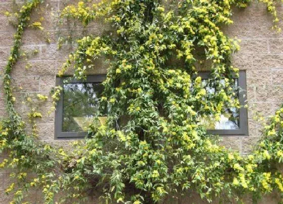 开花时间|法国香水藤茉莉一年开几次花 在几月开花