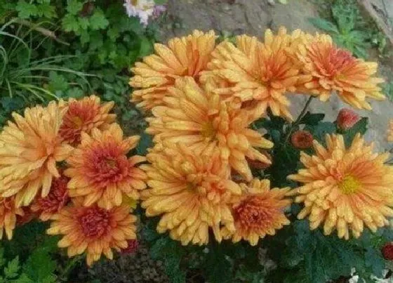 开花时间|四季菊一年开几次花 一年四季都开吗