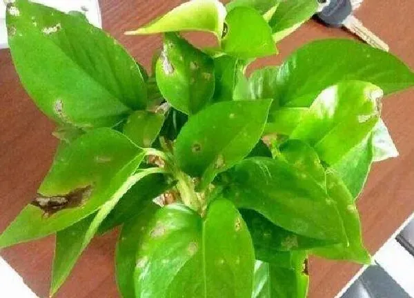 养殖科普|绿萝喜阳还是喜阴植物 适合向阳还是向阴