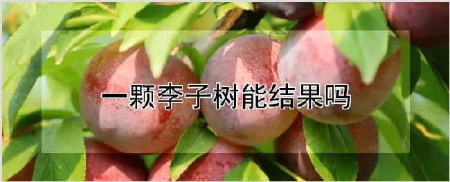 一颗李子树能结果吗 | 养殖技术