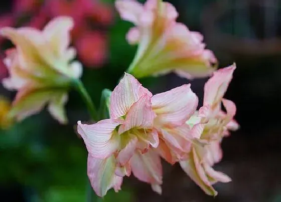 植物施肥|朱顶红喜肥吗 喜欢施什么肥料