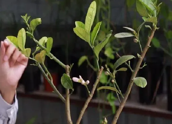 植物修剪|柠檬什么时候剪枝合适