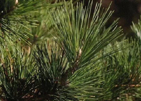 植物百科|松叶是什么形状