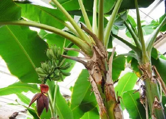 习性特点|芭蕉树和香蕉树区别