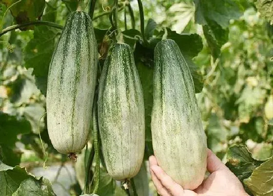 植物产地|羊角蜜甜瓜原产地在哪里